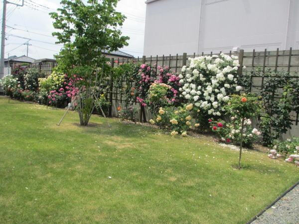 バラと芝生の庭（群馬県前橋市M様邸）